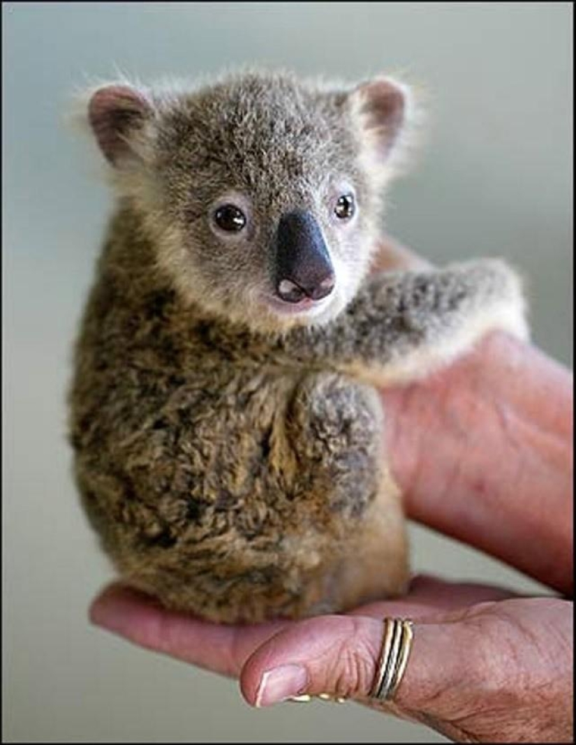 Los datos más sorprendentes sobre los koalas