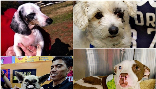 Los ejemplos más fuertes de la devoción heroica del perro Los ejemplos más fuertes de la devoción heroica del perro