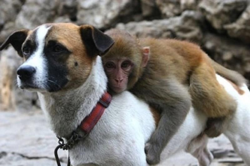 Los ejemplos más conmovedores de amistad entre animales
