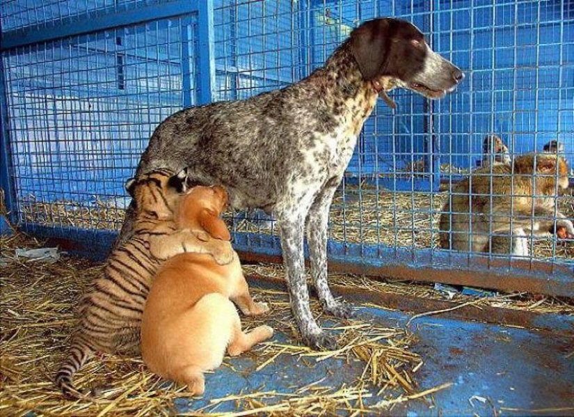 Los ejemplos más conmovedores de amistad entre animales