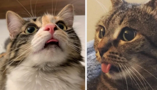 Los gatos lo es todo. Incluso la lengua sobresaliente!