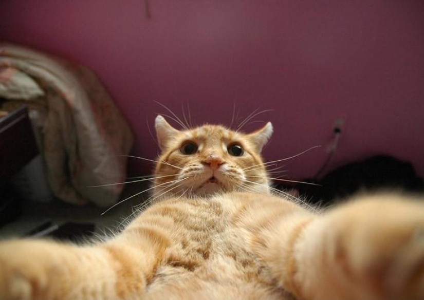 Los gatos se tomaban selfies mucho antes de que se convirtiera en la corriente principal