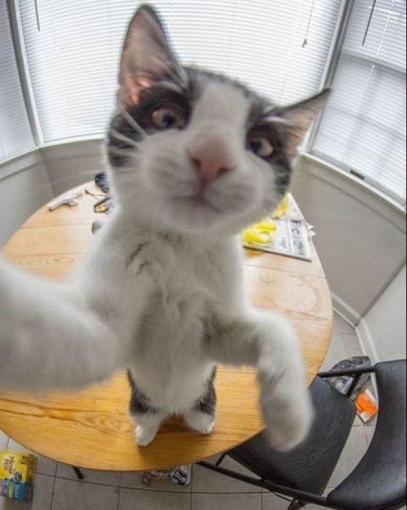 Los gatos se tomaban selfies mucho antes de que se convirtiera en la corriente principal