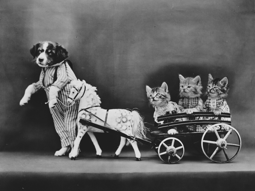 Los gatos y cachorros retro de Harry Witter que causaron sensación hace 100 años