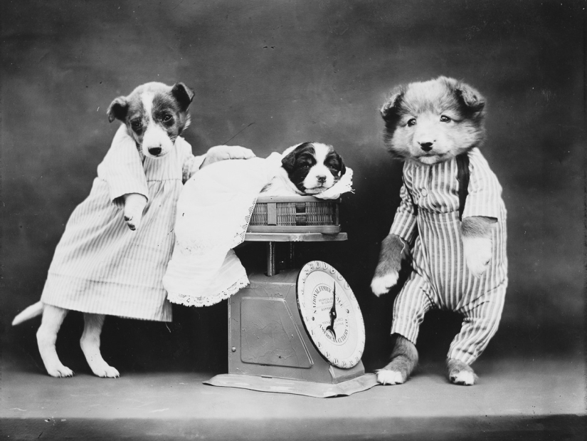 Los gatos y cachorros retro de Harry Witter que causaron sensación hace 100 años