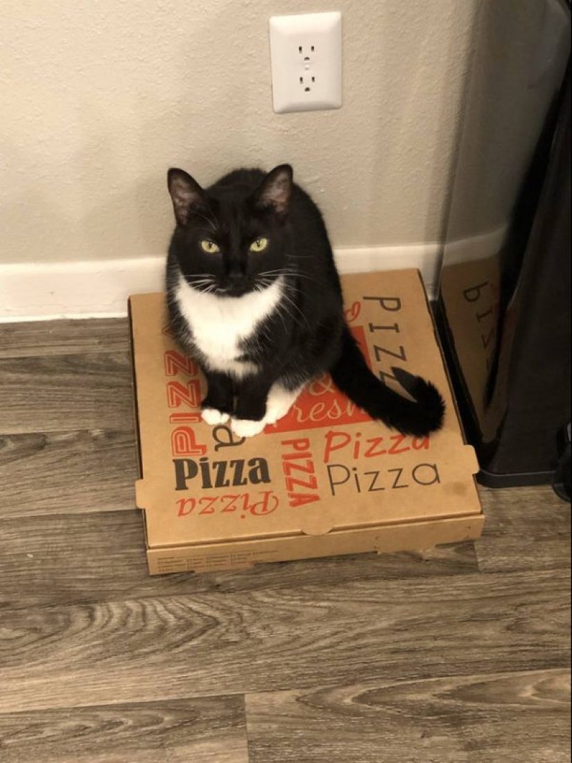 Los gatos y la pizza son la combinación perfecta, y aquí hay 18 pruebas