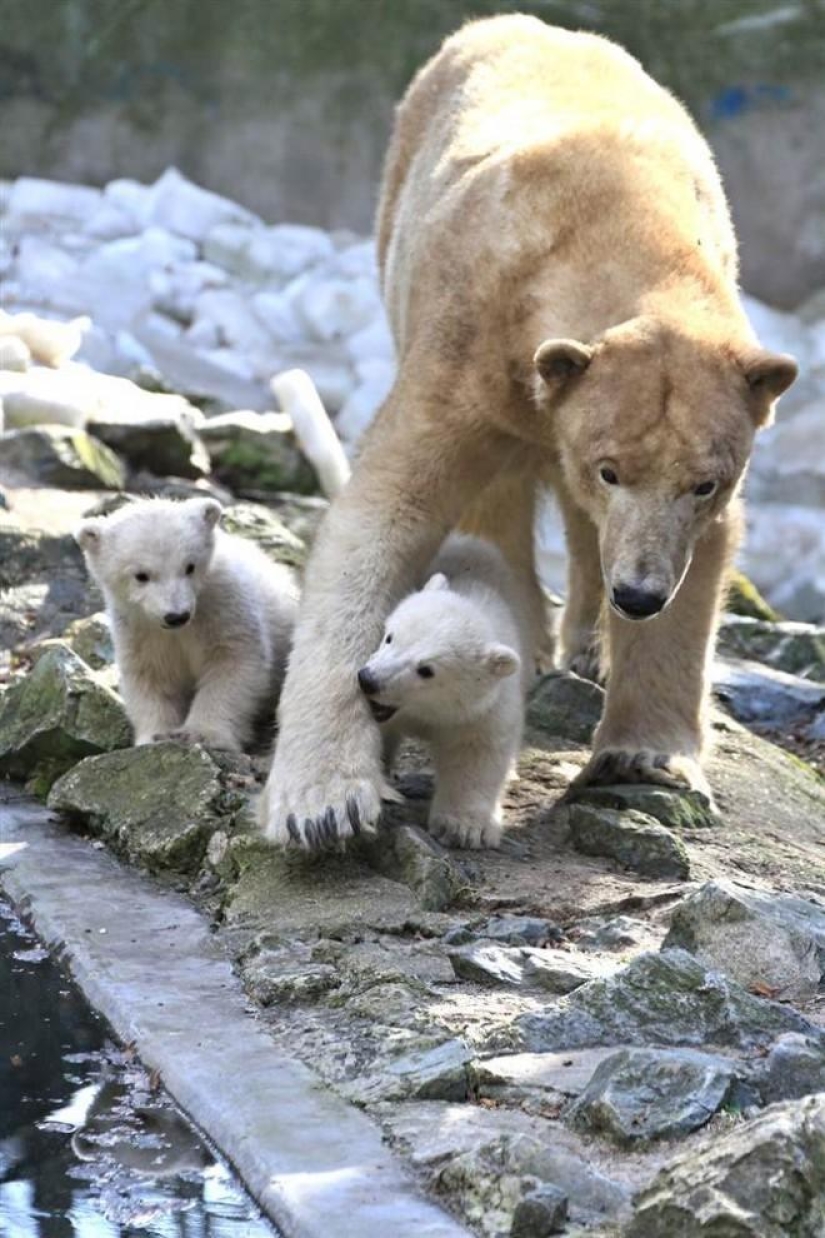 Los habitantes más jóvenes de zoológicos en el mundo