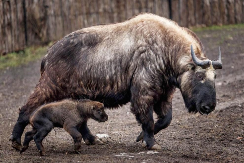 Los habitantes más jóvenes de zoológicos en el mundo