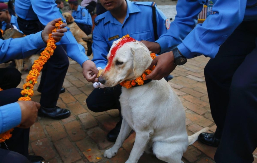Los hindúes tienen todo un festival para agradecer a los perros por su lealtad y devoción