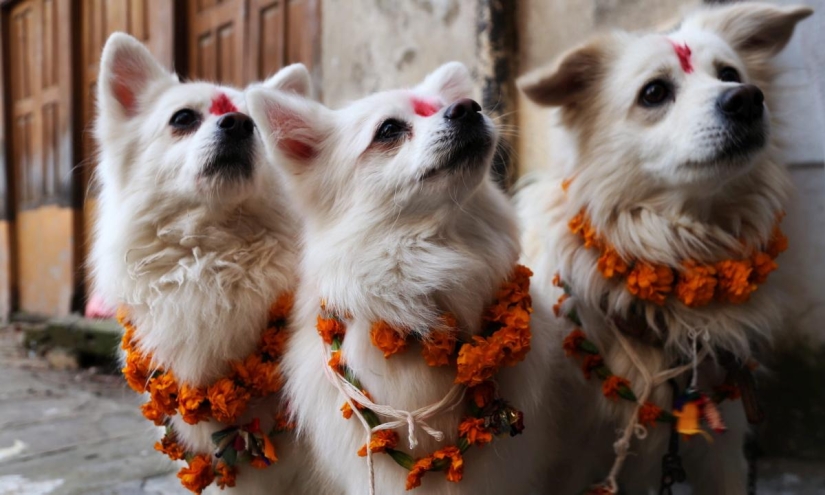 Los hindúes tienen todo un festival para agradecer a los perros por su lealtad y devoción