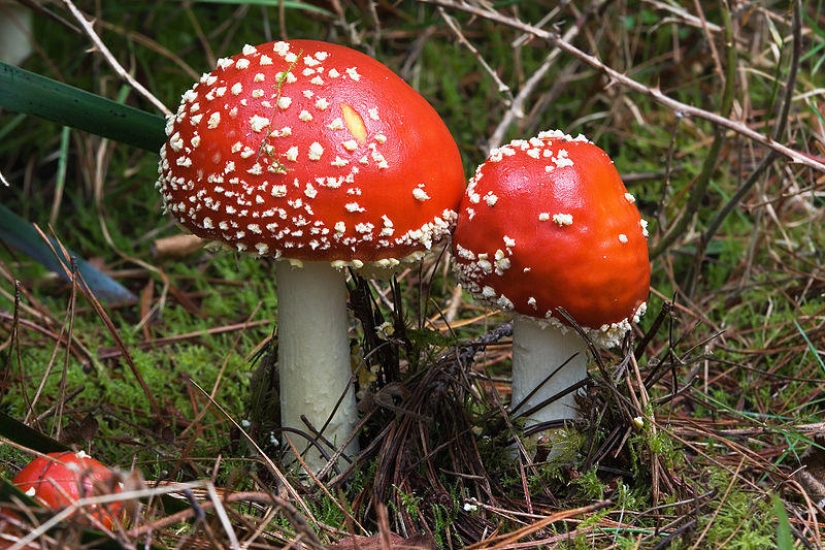 Los hongos más bellos del mundo.