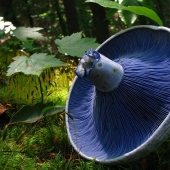 Los hongos más bellos del mundo.