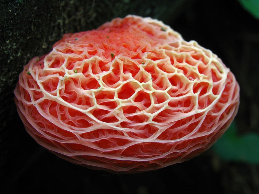 Los hongos más bellos del mundo.