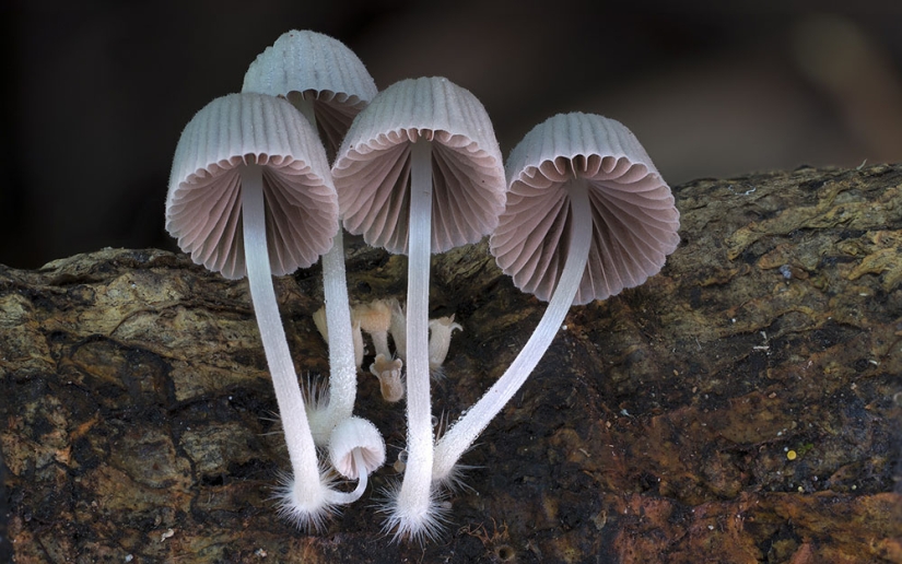 Los hongos más inusuales y extraños del mundo de un fotógrafo australiano