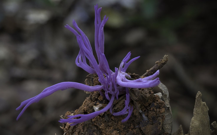 Los hongos más inusuales y extraños del mundo de un fotógrafo australiano