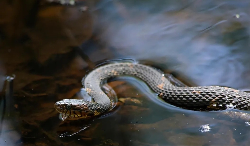 Los lagos más infestados de serpientes en California