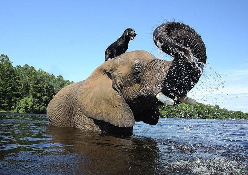 Los mejores amigos son un perro y un elefante.