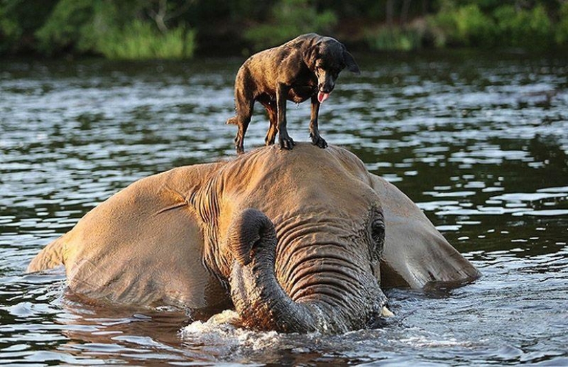 Los mejores amigos son un perro y un elefante.