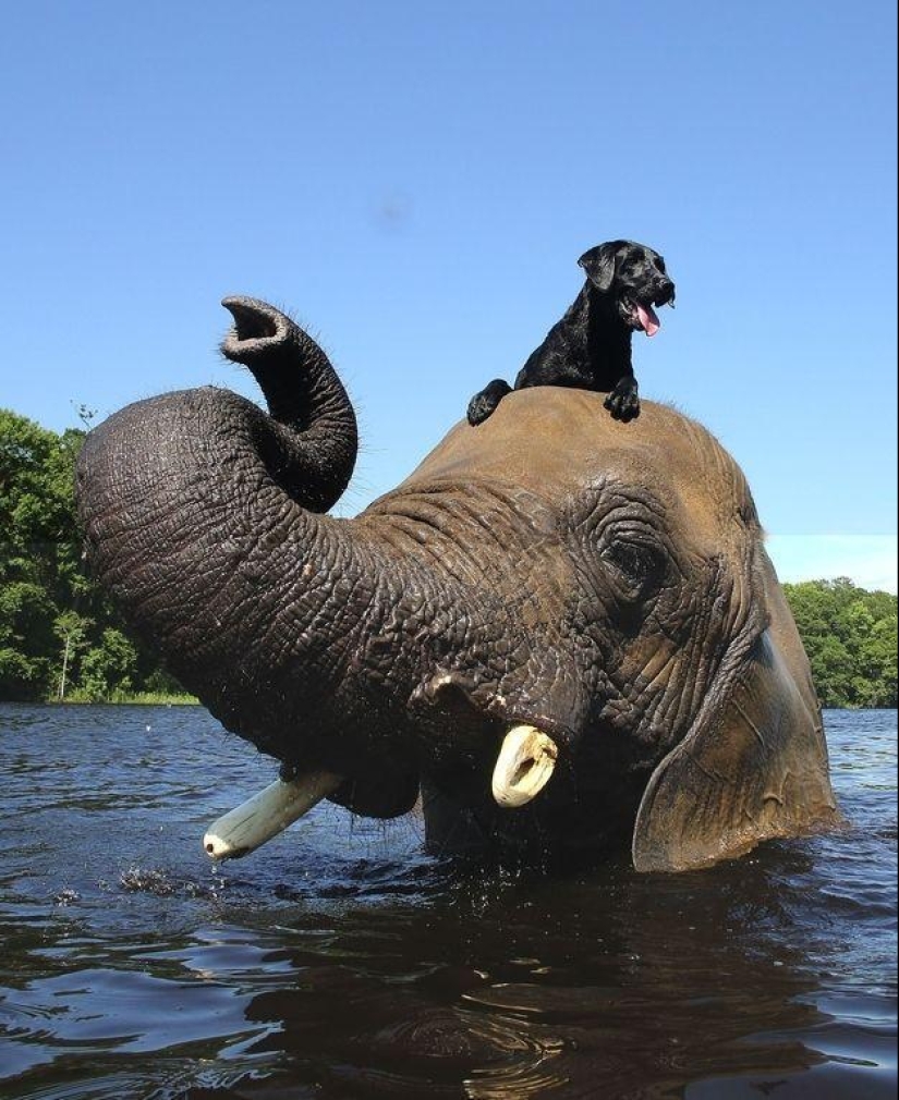 Los mejores amigos son un perro y un elefante.