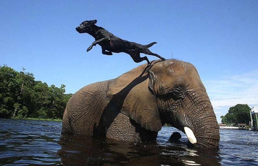 Los mejores amigos son un perro y un elefante.