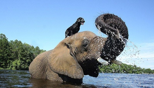 Los mejores amigos son un perro y un elefante.