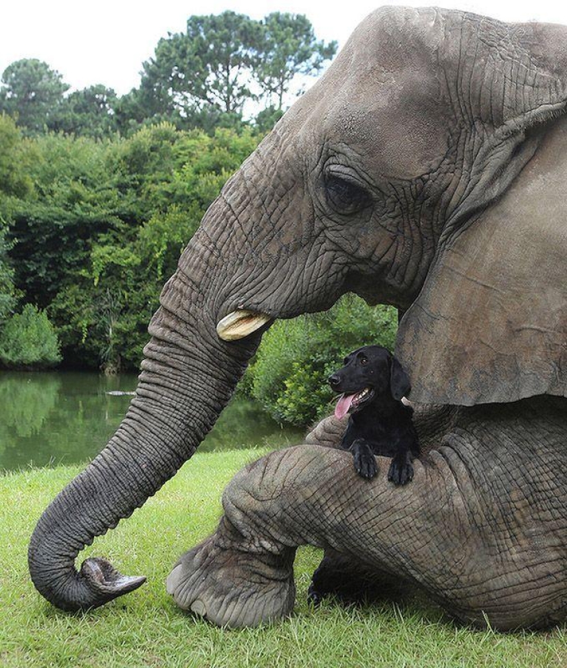 Los mejores amigos son un perro y un elefante.