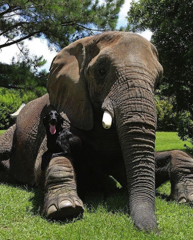 Los mejores amigos son un perro y un elefante.