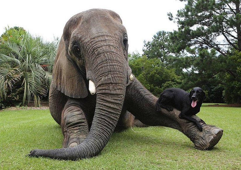 Los mejores amigos son un perro y un elefante.