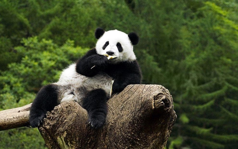 Los pandas más tiernos y divertidos