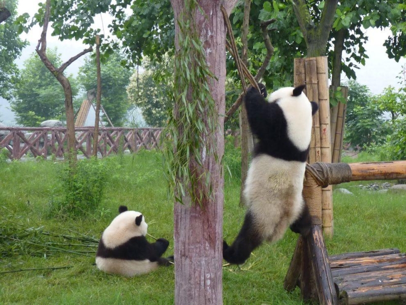 Los pandas más tiernos y divertidos