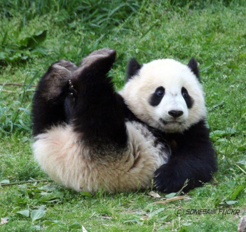 Los pandas más tiernos y divertidos