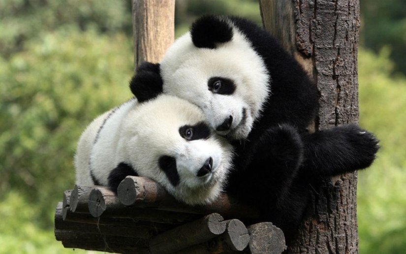 Los pandas más tiernos y divertidos