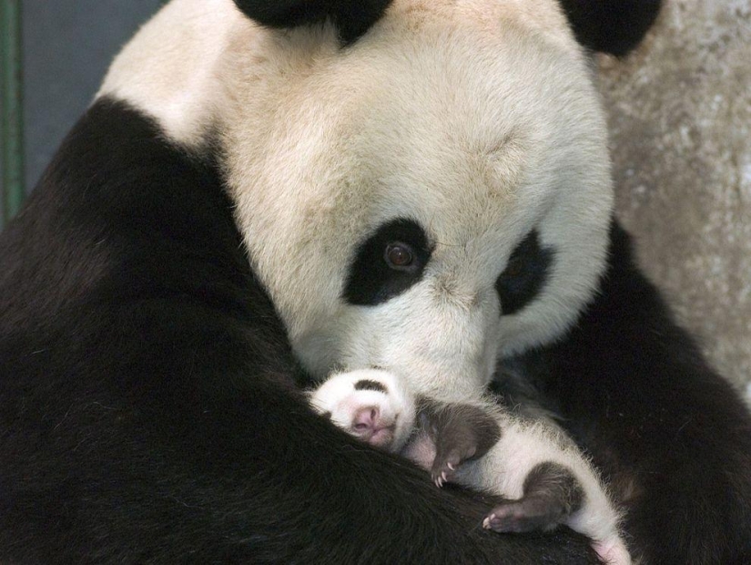 Los pandas más tiernos y divertidos