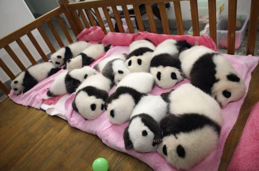 Los pandas más tiernos y divertidos