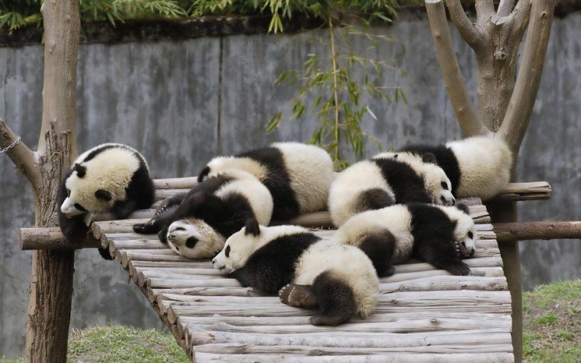 Los pandas más tiernos y divertidos