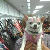 Los perros con cejas se están apoderando de internet