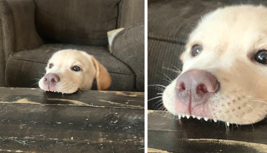 Los perros subaki: estas graciosas criaturas que se te levante el ánimo!