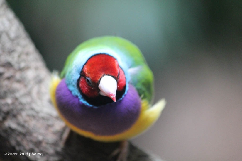 Los pinzones de Gould son una de las aves más brillantes y hermosas.