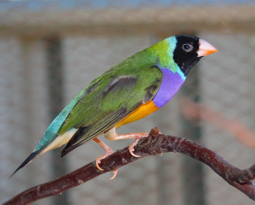 Los pinzones de Gould son una de las aves más brillantes y hermosas.