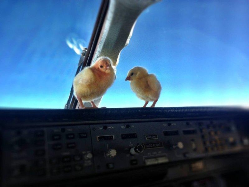 Los pollos aprenden a volar.
