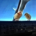Los pollos aprenden a volar.