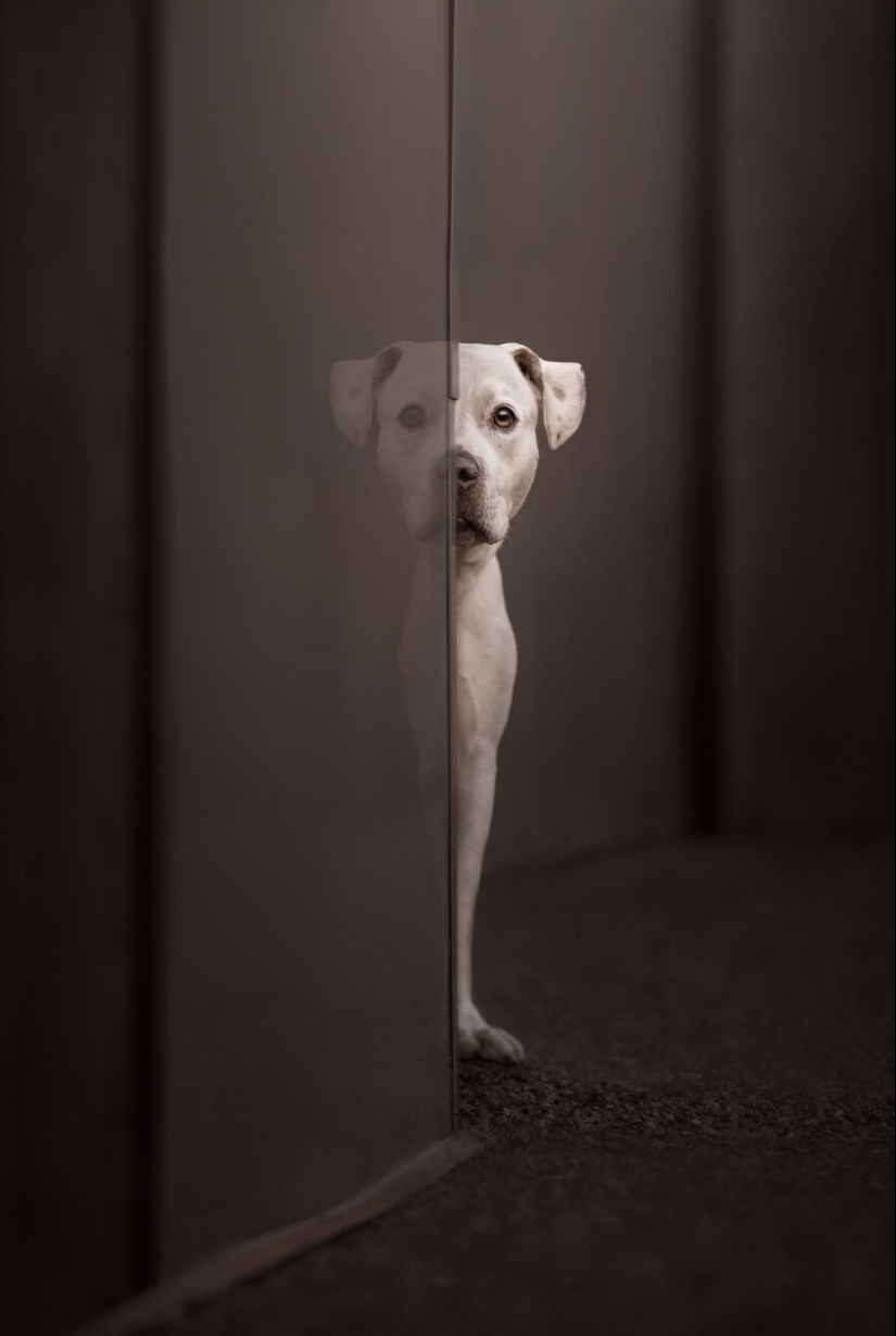 Los premios Dog Photography Awards 2023 han revelado a sus ganadores y finalistas