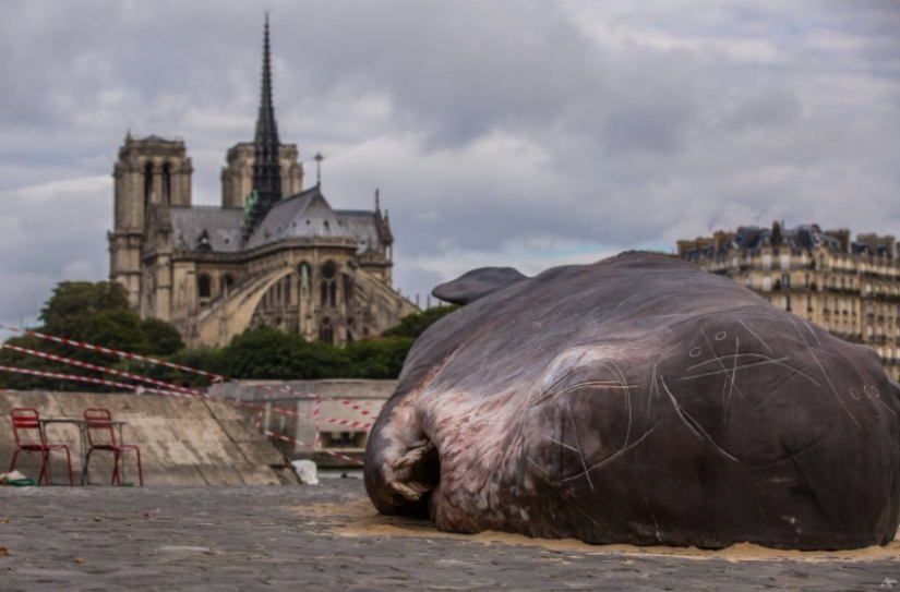 Los residentes de París encontraron una "ballena expulsada" en el terraplén del Sena