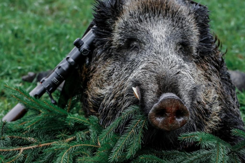 Los súper cerdos canadienses atacaron los estados del norte de los Estados Unidos