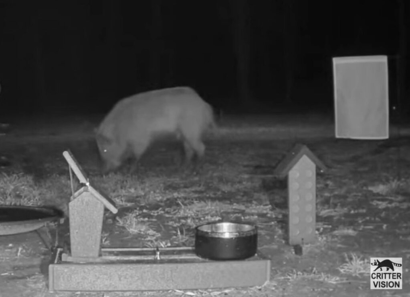 Los súper cerdos canadienses atacaron los estados del norte de los Estados Unidos