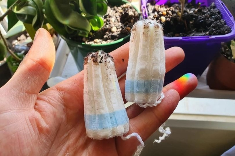 Los tampones a la olla: una mujer compartió una inusual vida hack para el cuidado de plantas de interior