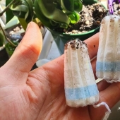 Los tampones a la olla: una mujer compartió una inusual vida hack para el cuidado de plantas de interior