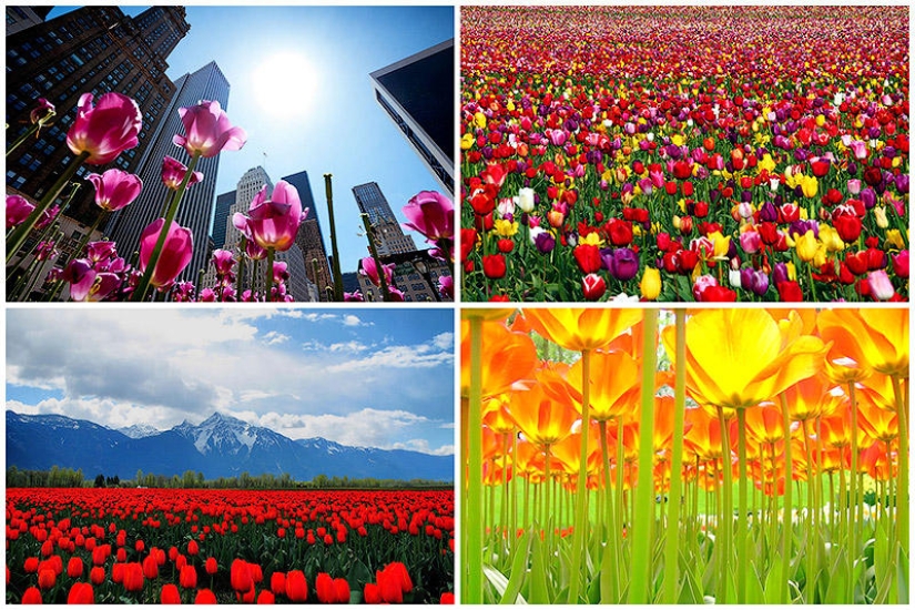 Los tulipanes más brillantes de todo el mundo.