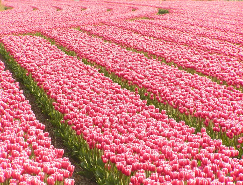 Los tulipanes más brillantes de todo el mundo.