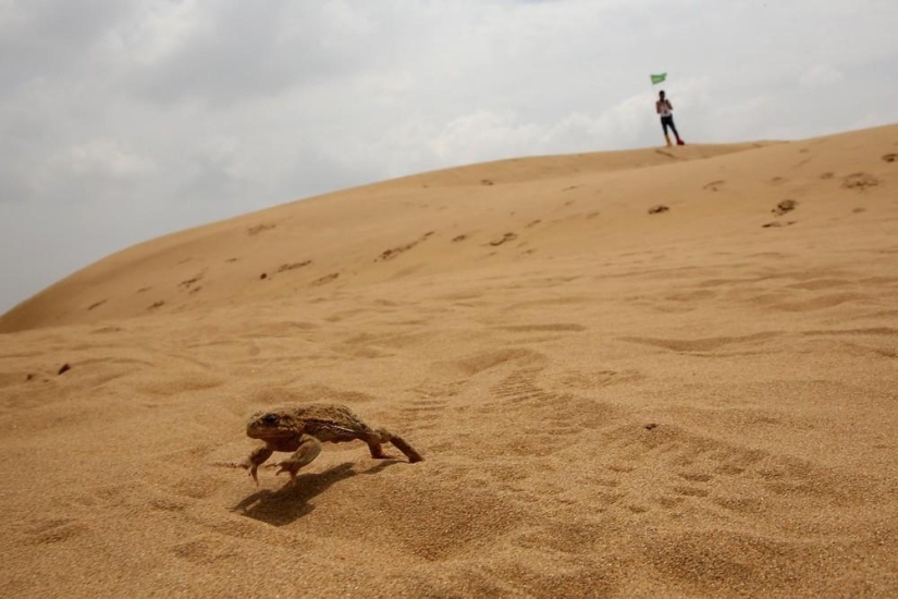 Lotus in the Xiangshawan Desert